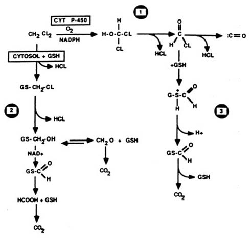 Figure V-1. Proposed metabolic pathways for methylene chloride metabolism