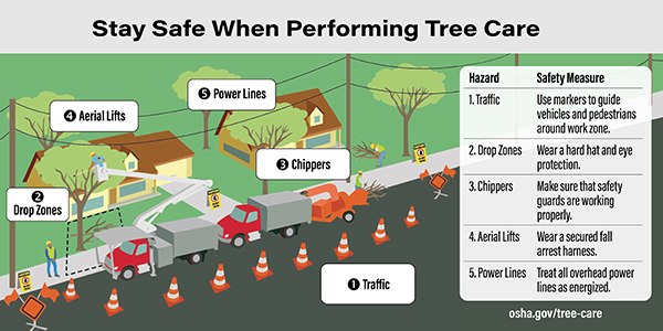 Stay Safe When Performing Tree Care