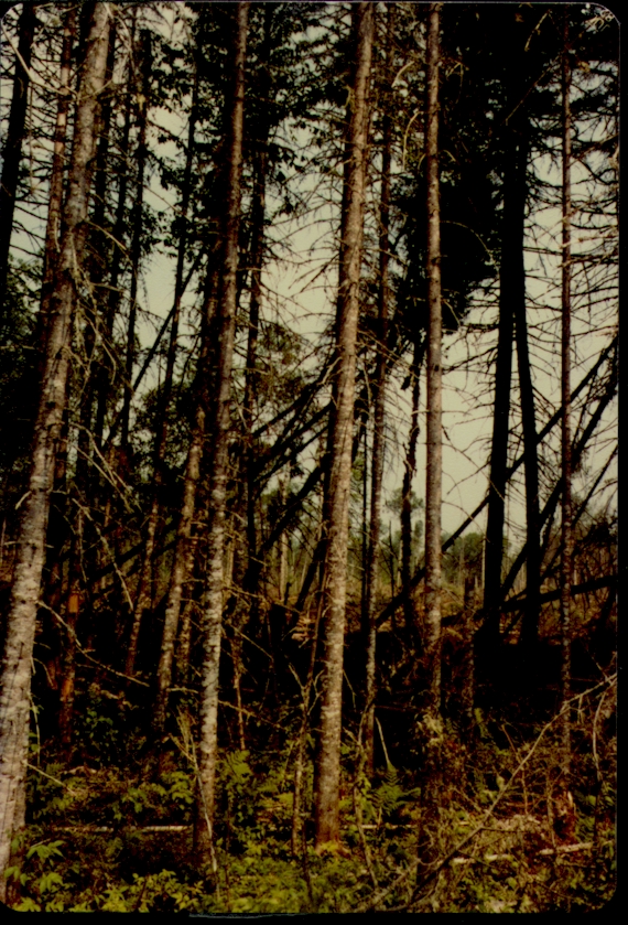 Unstable Wind Blown Danger Trees