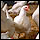 Avian Flu