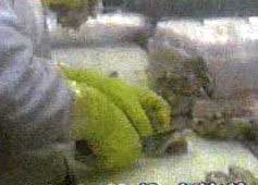 Worker removing bone with knife