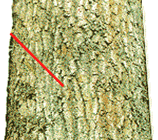 The Conventional Top Cut