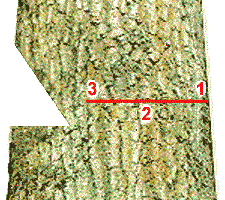 Diagram of Correct Back Cut With Starting Point, Angle of Attack, and Ending Point