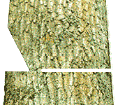 Here the starting point of the back cut is at the same level as the notched corner