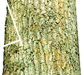 Commom Incorrect Cut - The ending point of the under cut doesn't meet the endpoint of the first cut resulting in a Dutchman Notch.