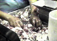 Image of worker peeling gizzards