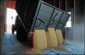 Truck dumping grain into storage
