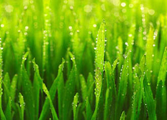 Landscaping - grass closeup | copyright: gettyimages.com