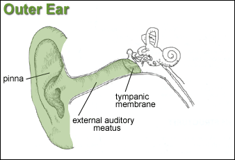 diagram of the outer ear