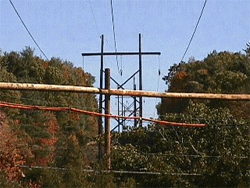 Distribution poles run through trees
