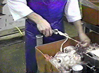 Employee pulling skin from bird