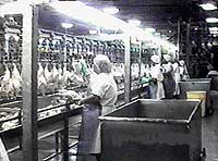 Image of employee rehanging birds