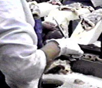 Image of worker trimming bird