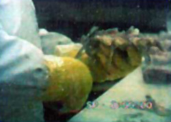 Worker trimming chicken breast held in their hands