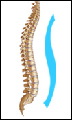 Figure 2. Natural S-curvature of the spine