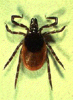 Tick Borne Disease
