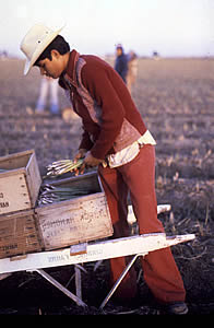 Teen worker putting crops into a wooden box
