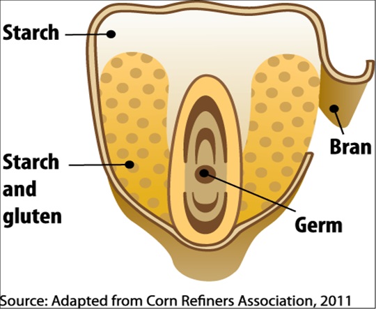 Figure II.5. Image of a Corn Kernel showing the various components - starch, bran, starch and gluten, and germ.