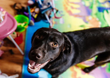 Protección de los denunciantes